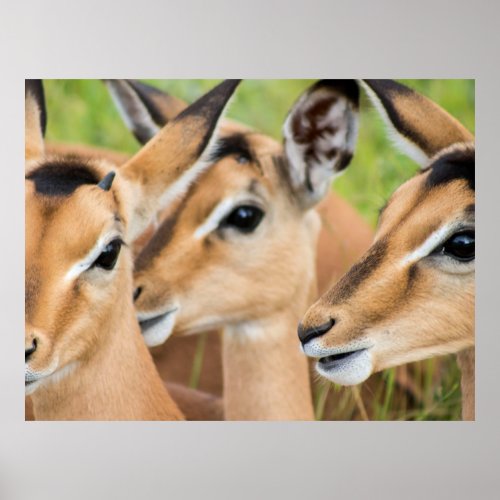 Wild African Deer Poster