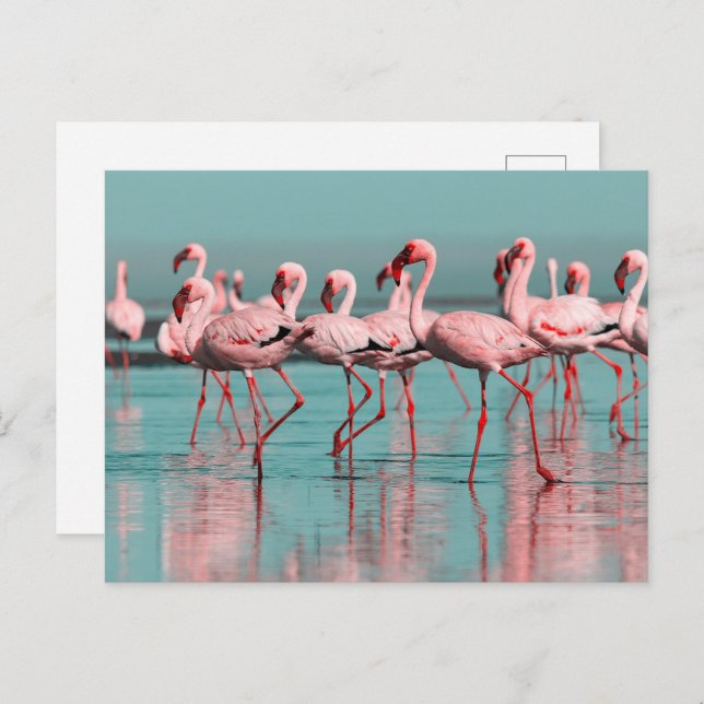 Wild African flamingos Postcard (Front/Back)