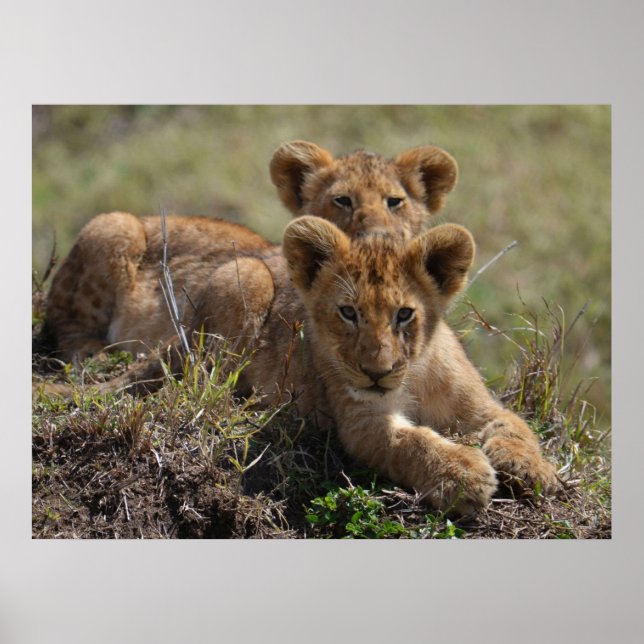 Wild African Lion Cubs  Poster (Front)