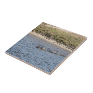 Wild Alligator Wildlife at Riverbank Tile