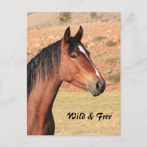 Wild and Free Mustang Postcard