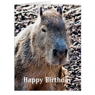WILD ANIMAL CAPYBARA CARDS