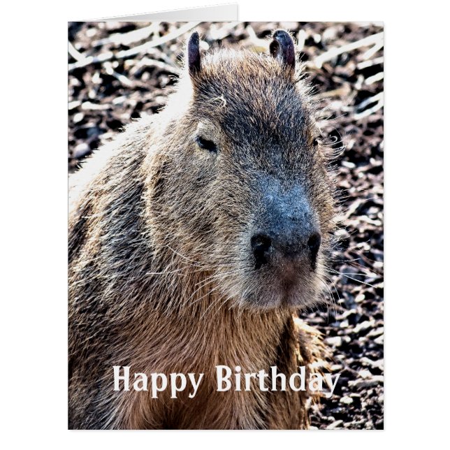WILD ANIMAL CAPYBARA CARDS (Front)