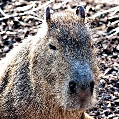 WILD ANIMAL CAPYBARA FOIL GREETING CARD