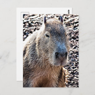 WILD ANIMAL CAPYBARA POSTCARD