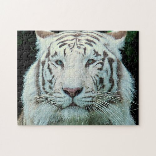 Wild Animal Jigsaw Puzzles White Tiger Jigsaw Puzzle