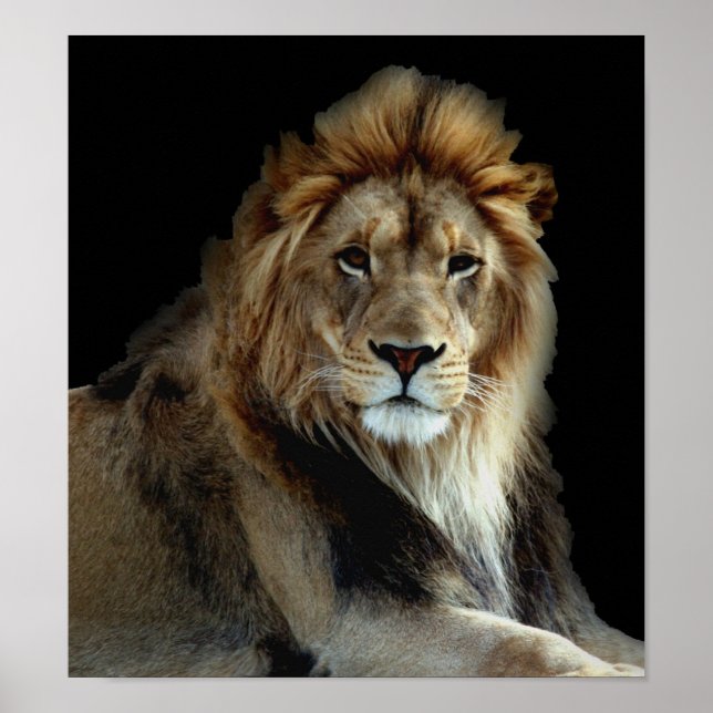 Wild Animal Park Lions Poster (Front)