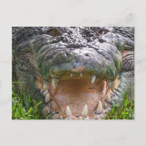 Wild animal saltwater crocodile head mouth open postcard
