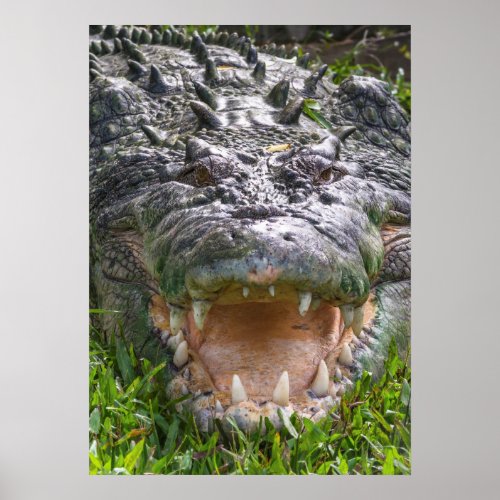 Wild animal saltwater crocodile head mouth open poster