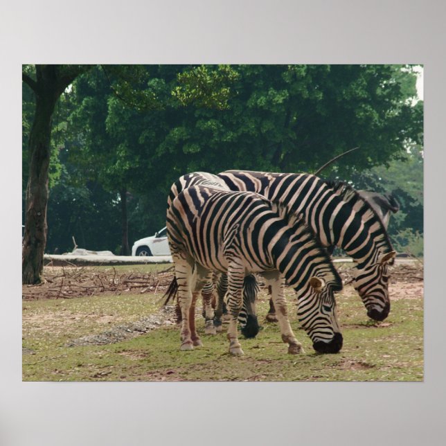 Wild animal zoo, zebras poster (Front)
