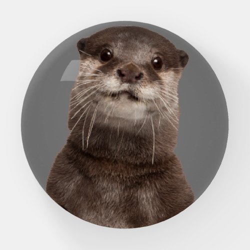 Wild Animals Cute Picture of Otters Paperweight