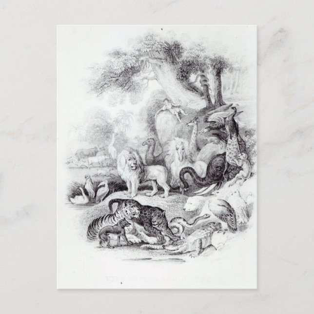 Wild Animals from 'A History of the Earth Postcard (Front)