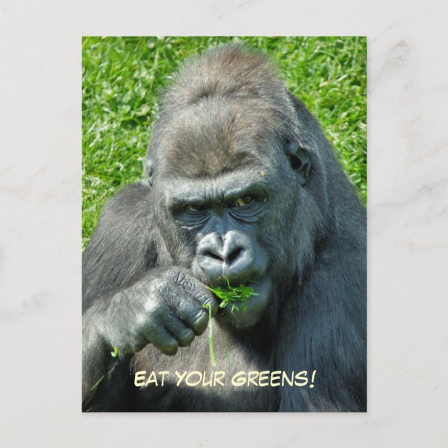 WILD ANIMALS - GORILLAS POSTCARD (Front)