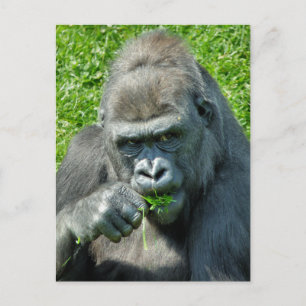 WILD ANIMALS - GORILLAS POSTCARD