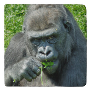 WILD ANIMALS - GORILLAS TRIVET
