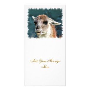 WILD ANIMALS - GUANACO CARD