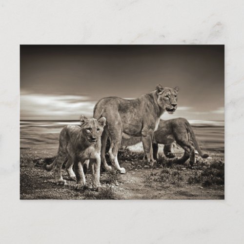 WILD ANIMALS LIONS CUBS LIONESS BEAUTY NATURE PHOT POSTCARD