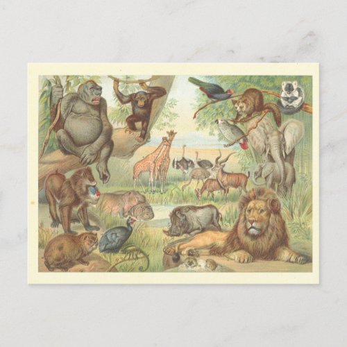 Wild Animals of Africa Postcard