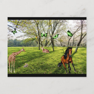 Wild Animals  Postcard