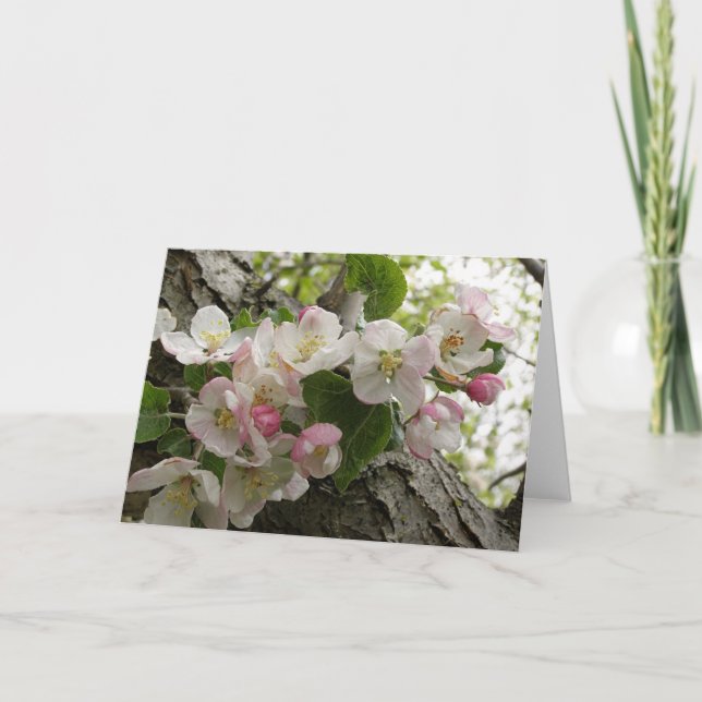 Wild Apple Blossoms - Greeting Card (Front)