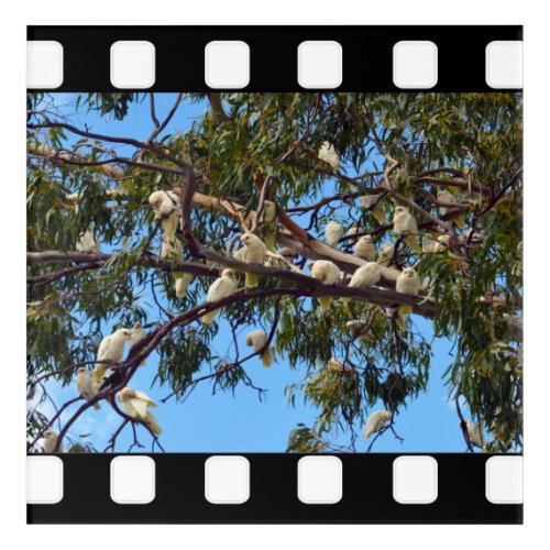 Wild Australian Cockatoos In Gum Trees Acrylic Print