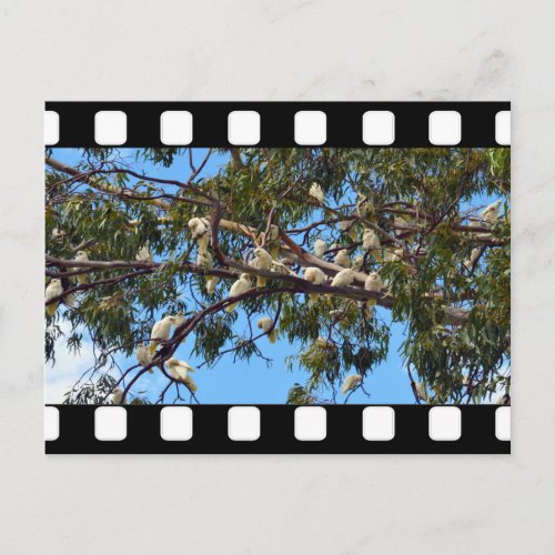 Wild Australian Cockatoos In Gum Trees Postcard