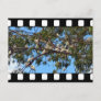 Wild Australian Cockatoos In Gum Trees, Postcard