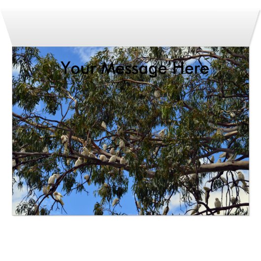 Wild Australian White Cockatoos, (Inside Horizontal (Bottom))