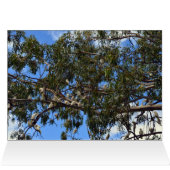 Wild Australian White Cockatoos, (Inside Horizontal (Top))