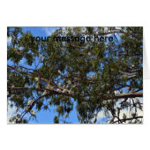 Wild Australian White Cockatoos, (Front Horizontal)
