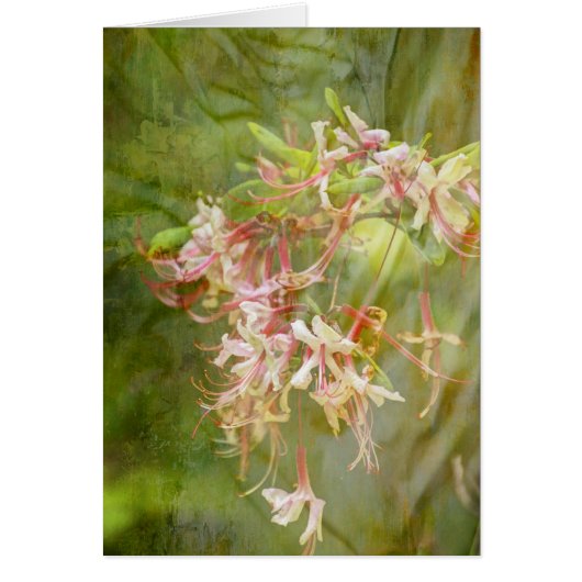 Wild Azalea Blossoms = Springtime Cards (Front)