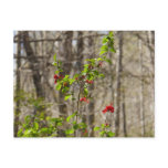 Wild Azalea Bush at Smoky Mountains Postcard