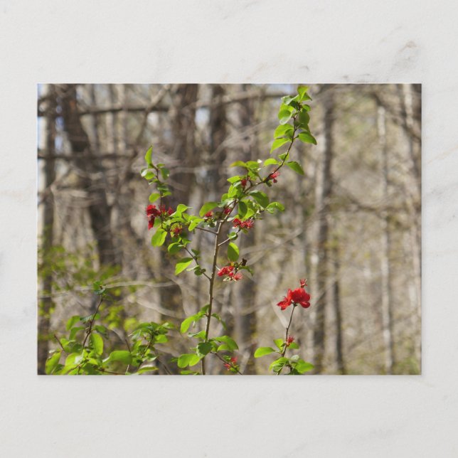 Wild Azalea Bush at Smoky Mountains Postcard (Front)
