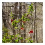 Wild Azalea Bush at Smoky Mountains Poster