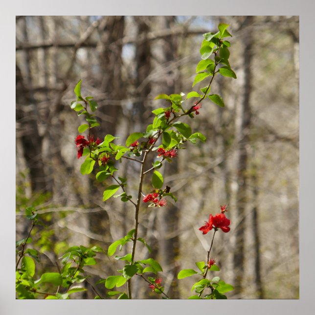 Wild Azalea Bush at Smoky Mountains Poster (Front)