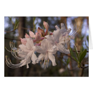 Wild Azalea Cards