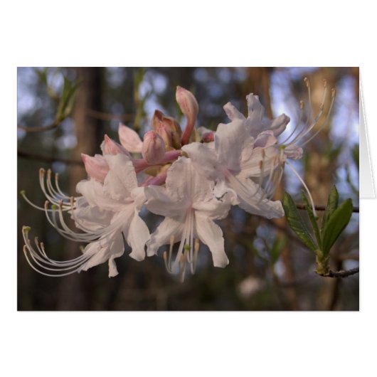 Wild Azalea Cards (Front Horizontal)