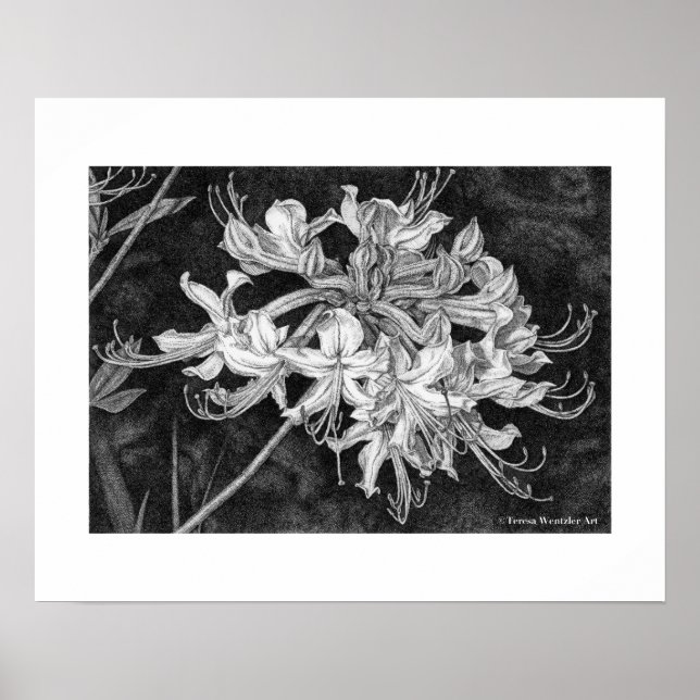 Wild Azalea Pen Drawing Poster (Front)