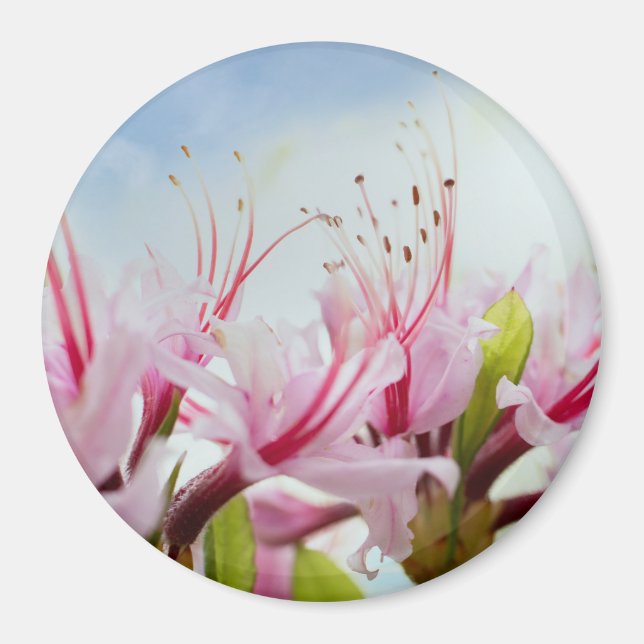 wild azaleas magnet (Front)