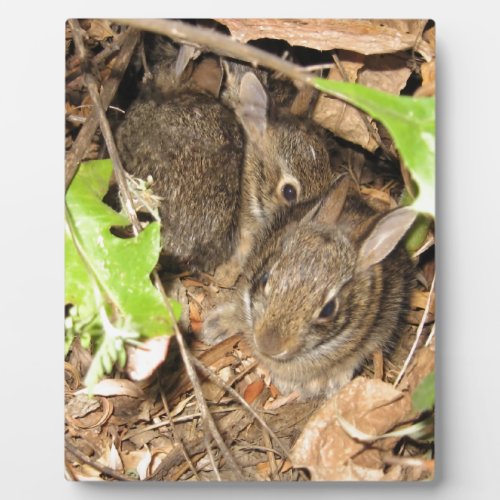 Wild Baby Bunnies Plaque