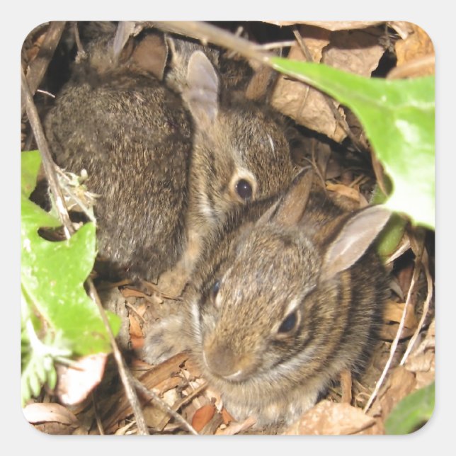 Wild Baby Bunnies Square Sticker (Front)