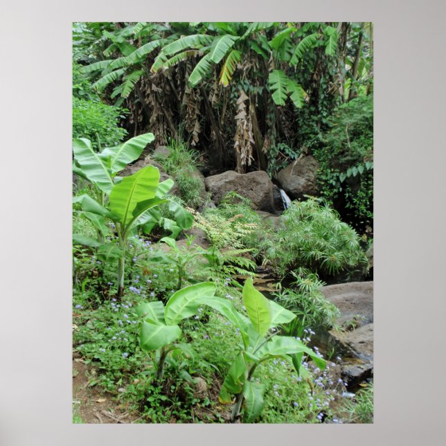 Wild Banana Trees Poster (Front)