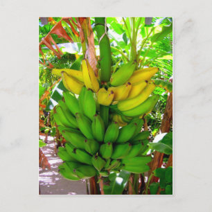 WILD BANANAS! POSTCARD