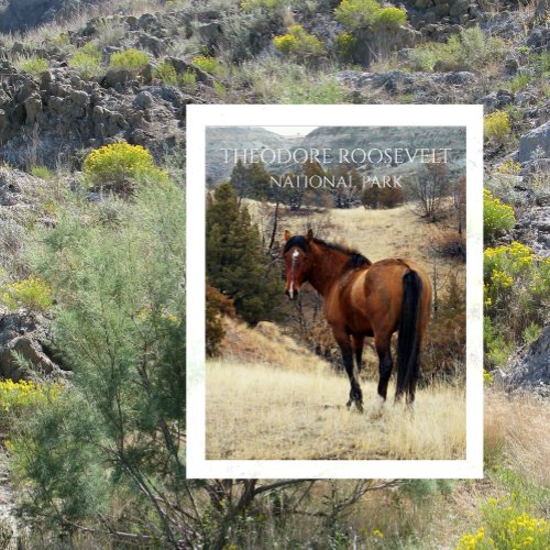 Wild Bay Horse Theodore Roosevelt National Park Postcard