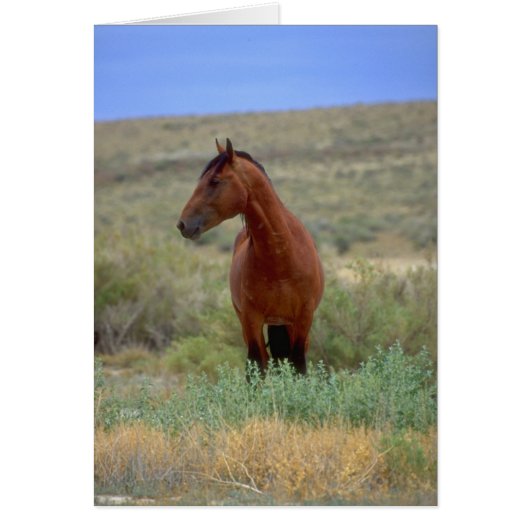 Wild Bay Horse, Wyoming (Front)