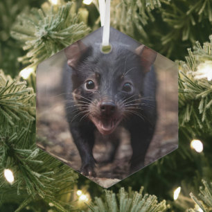 Wild Beginnings: The Young Tasmanian Devil Glass Ornament