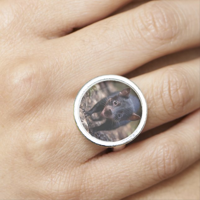 Wild Beginnings: The Young Tasmanian Devil Ring (In Situ)