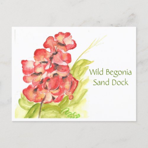 Wild Begonia Post Card