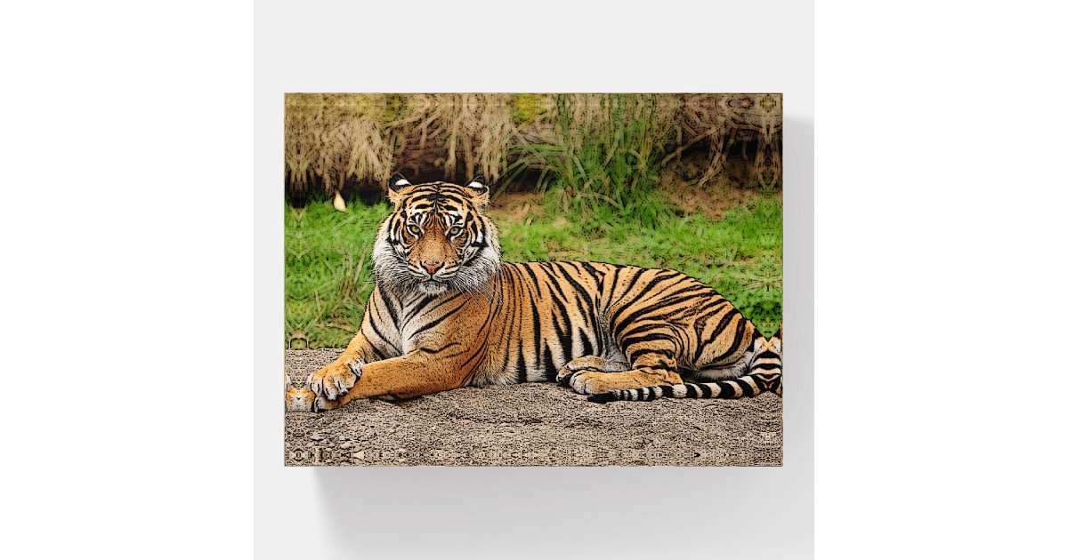 Wild Bengal Tiger Photography Paperweight | Zazzle