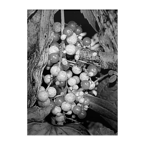 Wild Berries Black And White    Acrylic Print